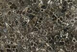Polished Fossil Turritella Agate Stand Up - Wyoming #193595-1